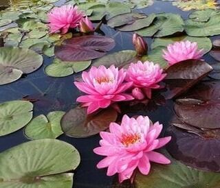 Matt, Horticulturist, cares for the aquatic plants at Powell Gardens. He likes many of the red and purple waterlily cultivars like 'Perry's Fire Opal' (large double fuchsia pink), 'Detective Erika' (cold hardy with purple flower), and 'Manee Red' (rich red colored flower). 

📸: 'Perry's Fire Opal' waterlily.