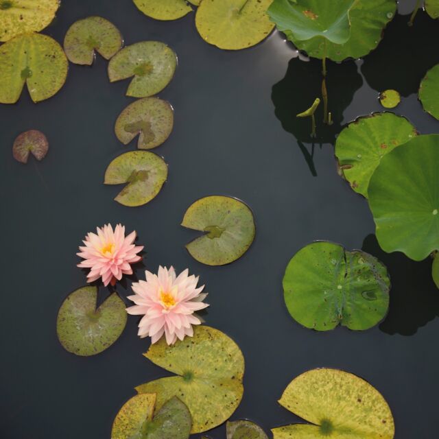 Have you ever wondered how a waterlily is different from a lotus? We answer that question and more in our Waterlily Wonders blog post! Read it on the blog (link in bio).