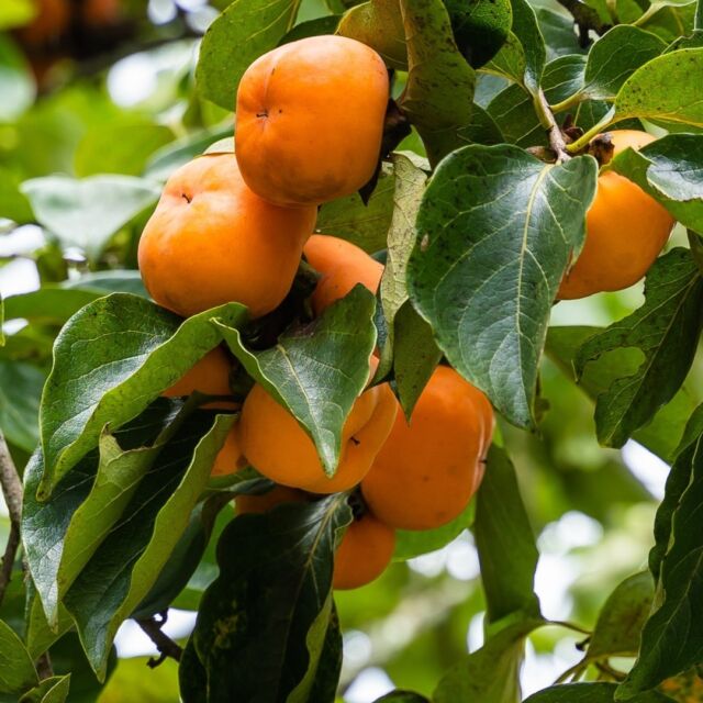 Fall Foraging: Persimmons (Diospyros virginiana) 

These delicious fruits can be found on the edges of mixed hardwood forests or in the partial shade of thickets and hedgerows. When foraging, look for ripe persimmons that have fallen to the ground—they're at their sweetest. Avoid those still clinging tightly to twigs or showing signs of insect damage. 

🍊 Wondering what to do with your haul? Puree the flesh for fruit leather or add it to breads and baked goods. Persimmons are also great in jams, chutneys, or dehydrated for a tasty treat! 

Happy foraging! Read Powell Gardens’ Midwest Foraging seasonal guides on the blog (link in bio). 🌾