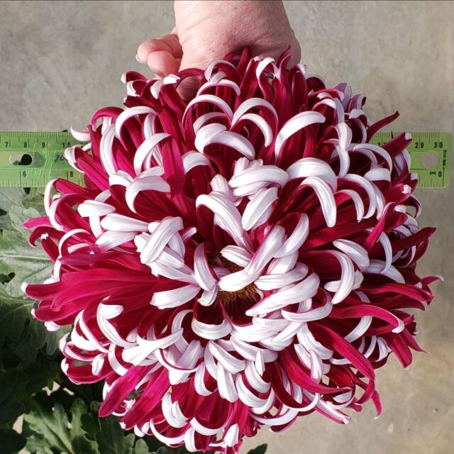 🌸🌼Spotlight: Exhibition Mums 

Powell Gardens’ production team is nurturing stunning Exhibition/Heirloom mums (AKA Kings’s Mums) sourced from Sand Springs, Oklahoma. From rooted cuttings to fully blossomed beauties, each step is a labor of love and precision. 🌱 

Here's a sneak peek at the exquisite cultivars we're growing this year: Lili Gallon (Exotic, unclassified), Kokko Bunmi, Coral Reef (Spider), Woolman's Century, and Bolo de Oro. 

The flowering of exhibition mums is accomplished through a series of pinching and disbudding dependent on the desired flower date, specific classification, and type of bud selected for flower. 

See the magic of these extraordinary mums in person in the Conservatory this fall! 🌿✨