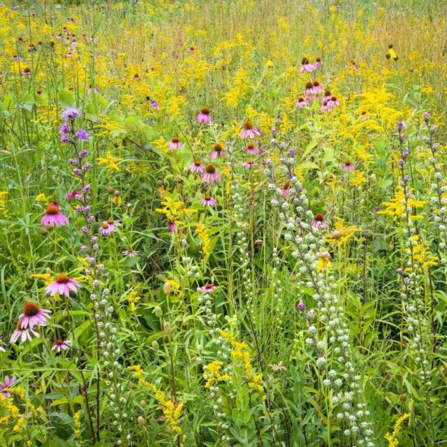 By choosing native plants, you’re not only creating a beautiful and sustainable garden but also playing a crucial role in preserving the local ecosystem.  Learn more about the power of native plants in our latest blog post (link in bio).