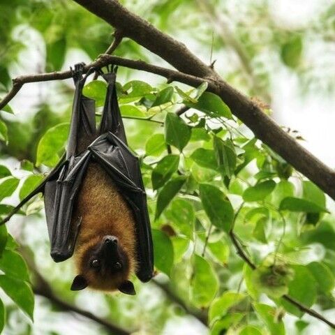 Do you know Powell Gardens offers Family Programs throughout the year? Our next one is Going Batty on Wednesday, October 9 (10:11:30 a.m.)! Recommended for children aged 7 and under, participants will enjoy a themed story time and craft, as well as a snack. Then the group will explore Powell Gardens together. 

Register at powellgardens.org/events-and-classes (link in bio).