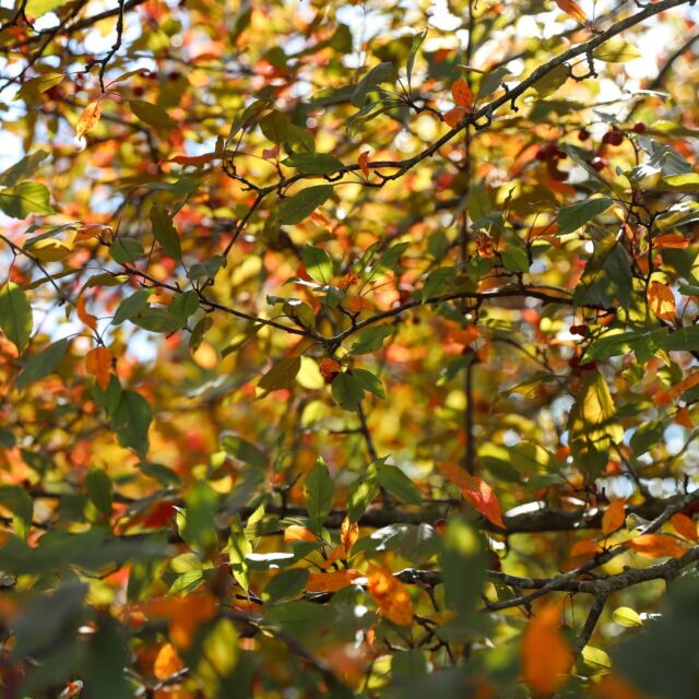 Calling all leaf peepers! Visit Powell Gardens this fall to see leaves of every color. The David T. Beals III Woodland and Stream Garden is a favorite choice for its multiple viewing decks, quiet location, and abundance of trees.