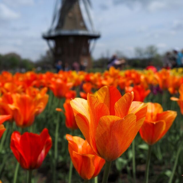 In April 2025, Powell Gardens plans to take a group of garden enthusiasts to the Netherlands with Discover Garden Tours! The trip will take place April 9-18, 2025. 

To learn more, click the link in bio or send an email to membership@powellgardens.org.