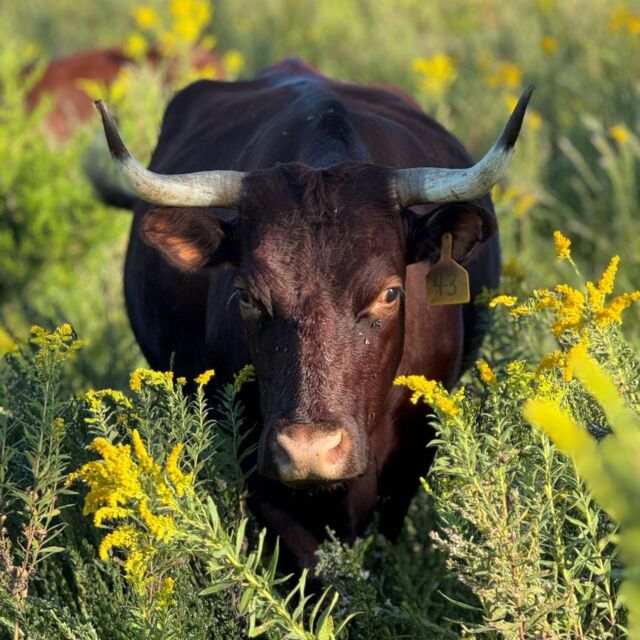 Fall brings animals and apprentices to the Midwest Center for Regenerative Agriculture at Powell Gardens. Read our seasonal update on the blog (link in bio). 🐮