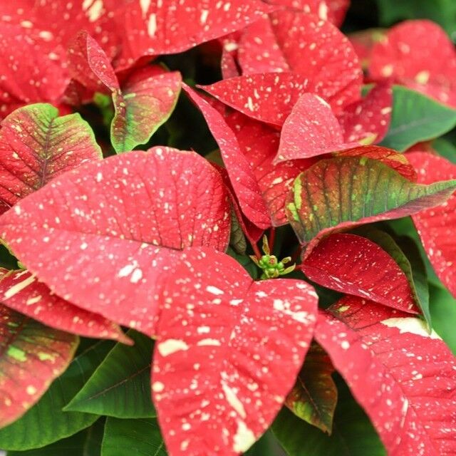 The Marketplace has Powell Gardens grown poinsettias for sale during Evergy Festival of Lights! Find the perfect addition to your holiday display. ❤️