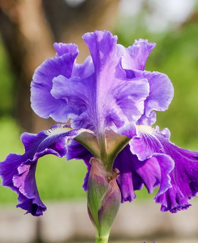 The deadline to make your Powell Gardens Mother’s Day reservations is May 4, 2026! Browse special events like Garden Tea, Mother’s Day Picnic, and Mother’s Day Brunch at the link in bio. 💐