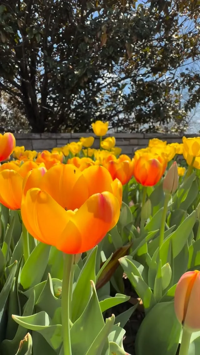 Tulips are beautiful right now, but they won’t last forever! Plan your visit to Powell Gardens soon. ❤️

#powellgardens #tulips #flowers #garden #nonprofit