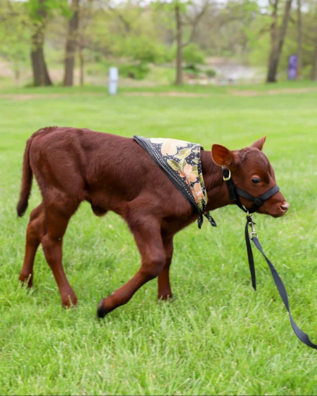 Step into prairie life at Powell Gardens during Homeschool Day: The Prairie is Our Home (Thursday, May 7). Event link in bio! 🌾 

Travel back in time as students experience pioneer life through interactive activities like making rag dolls, spinning button “buzzsaw” toys, crafting lanterns, and even trying their hand at butter churning. 

Head outside for even more adventure: 
🐄 Pet a calf in the Children’s Garden 
🎶 Join a lively square dance
🌿 Take self-guided hike looking for quilt squares

Plus, don’t miss special activities like pioneer games, homestead challenges, and painting with botanicals. We can’t wait to learn (and play) with you! 

#powellgardens #homeschooldays #nonprofit #botanicalgarden #homeschool