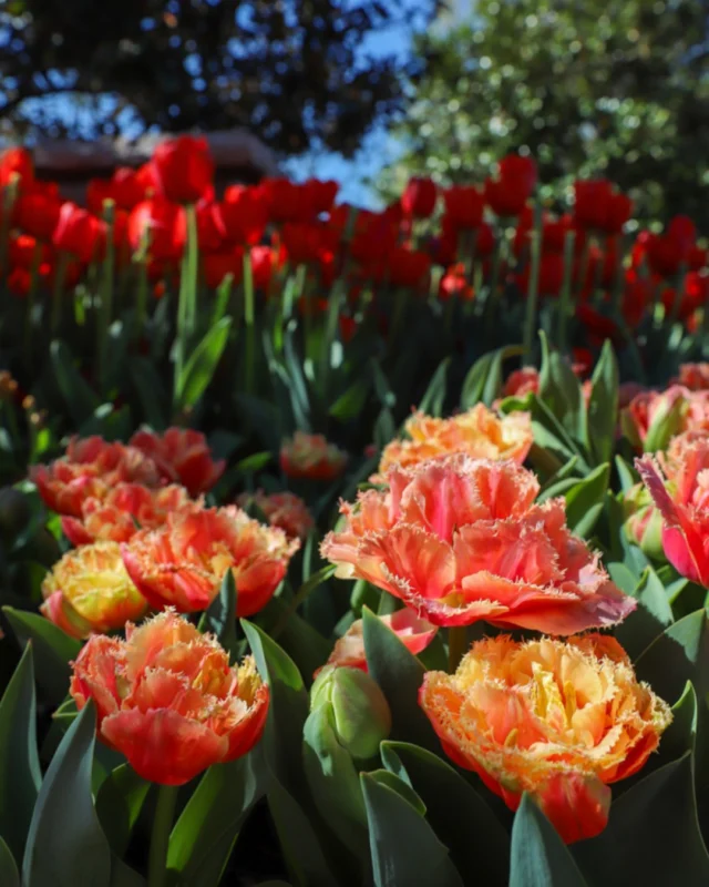 There are a few spots left in Powell Gardens’ Mother’s Day celebrations this weekend! Book your spot in our picnics, Garden Tea, or brunch at the link in our bio. 

#mothersday #powellgardens #botanicalgarden #holidayweekend #garden