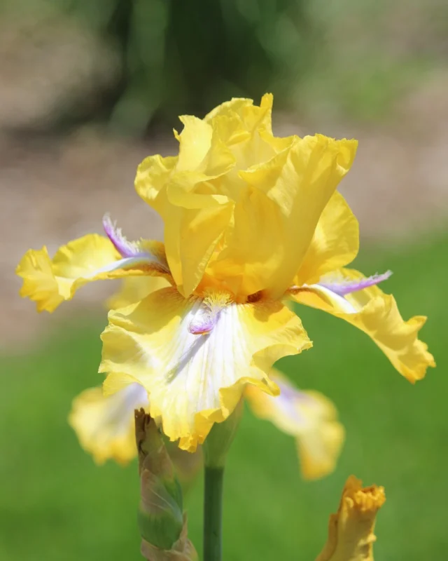 Irises are among the most beloved perennial garden plants because they are hardy, long-lived, and relatively easy to grow once established. 🌼 

Learn more about Powell Gardens’ iris collection (and caring for your own) on the blog. Link in bio.

#powellgardens #iris #plants #botanicalgarden #garden