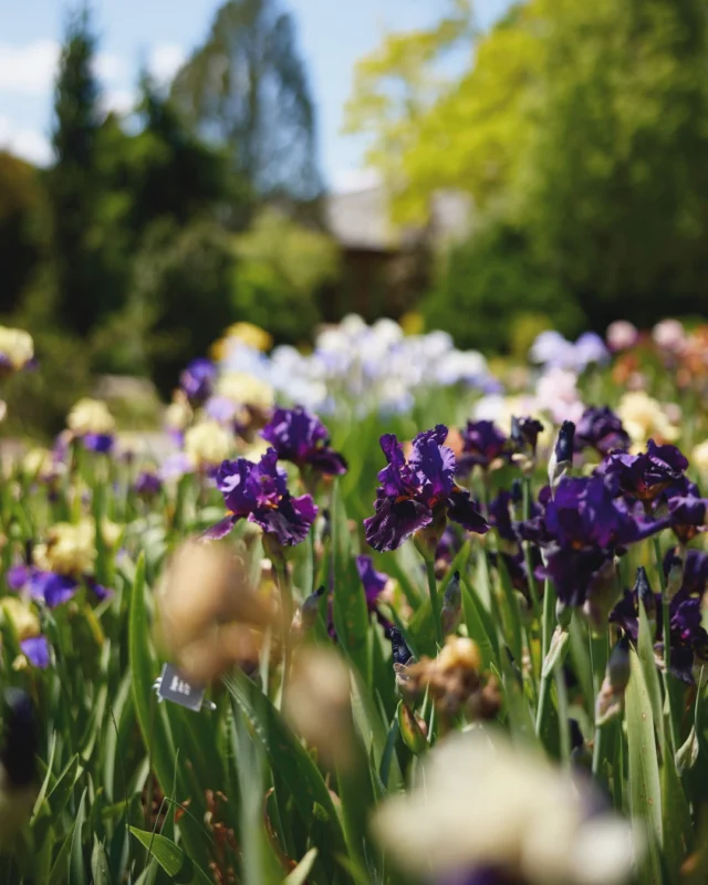 Celebrate Mother’s Day weekend with a little fresh air and a lot of time together. Powell Gardens is here to help! 🌿💛 

Purchase admission at the link in bio. (Moms get in free on Sunday, May 10, 2026!) 

Whether it’s a walk, a picnic, or simply soaking in the beauty of spring blooms, there’s something special about slowing down and connecting outdoors. Here’s to the simple joy of being together. 🌸