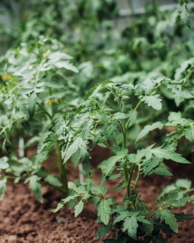 At the roots, gardens and agriculture are deeply connected. One celebrates plants for their beauty; the other depends on them for survival. 🌱 

At places like Powell Gardens and Powell Gardens @colonialfarmskc, those two worlds come together in a way that is both inspiring and practical. 

Read more on the blog. Link in bio. 🍅