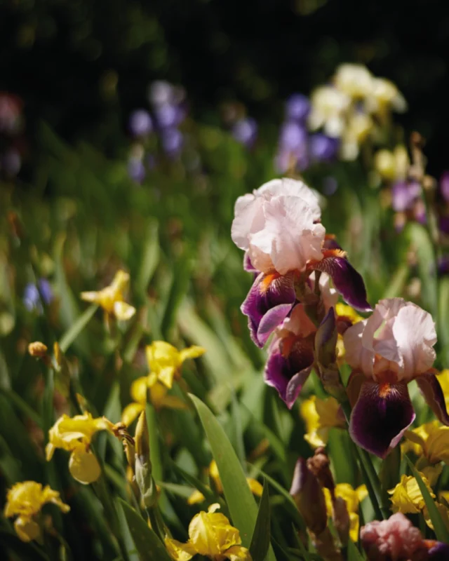 GORGEOUS. 💐 

See the latest blooms for yourself! Powell Gardens is open Wednesday-Sunday, 9 a.m. - 5 p.m. (Admission linked in bio.)

📸: Iris beds in the Fountain Garden.