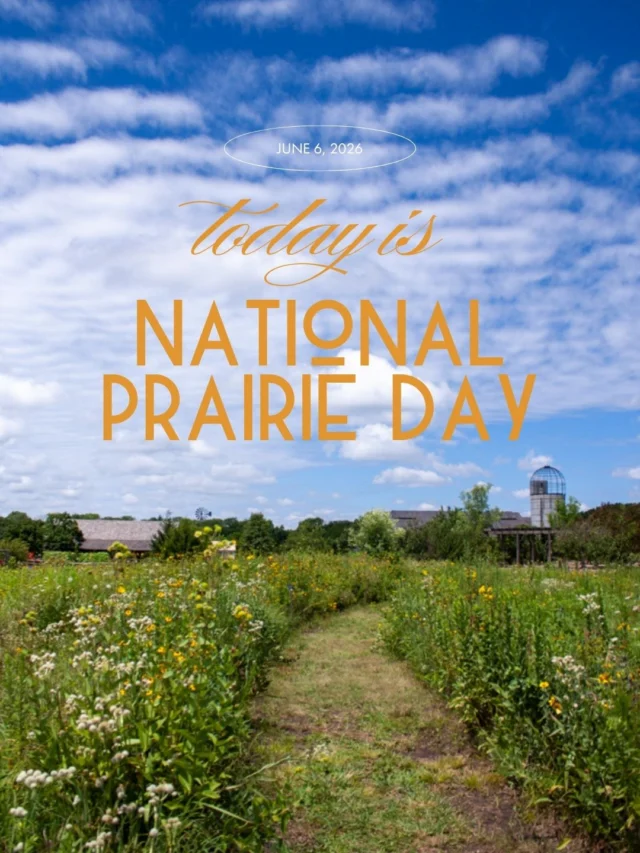 National Prairie Day invites us to celebrate the prairie, one of North America's most important and most threatened ecosystems. 🌱 

From the native plants and prairie spaces at Powell Gardens to the conservation work happening at Ona's Prairie, we're proud to help protect the #MidwestSpirtOfPlace in this way.

Swipe through to learn why prairies matter and how you can help conserve them for future generations. 🌾 

#nationalprairieday #powellgardens #tallgrassprairie #conservation #nativeplants #grownative #prairie #ecology #missouri