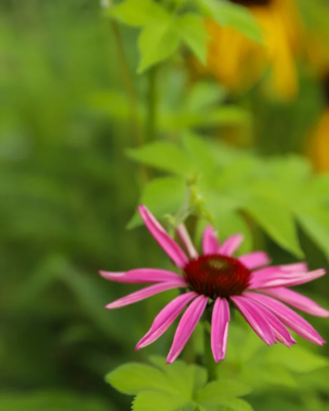 Summer hours are here! 🌻 

From now through September 6, 2026, Powell Gardens will be open Tuesday-Sunday (9 a.m.- 5 p.m.) 

Purchase admission online at the link in our bio. #powellgardens #botanicalgarden #summer #nonprofit #kansascity