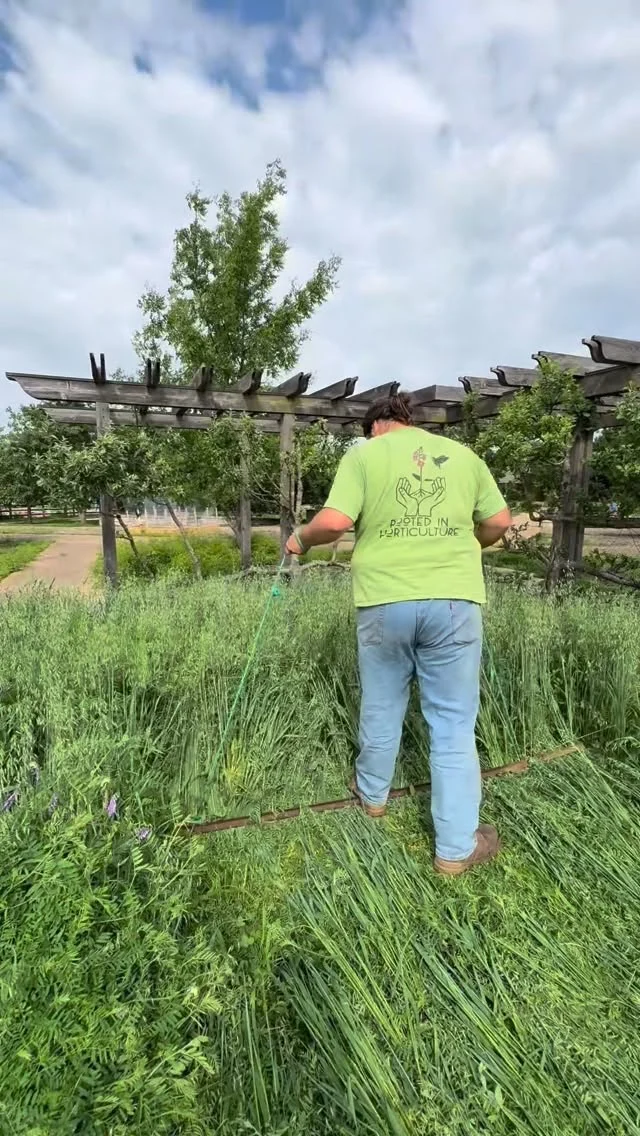 COVER CROPS: PART 2

Now it’s time to put your cover crops to work! 

In part 2 of this week’s #HortReport, Christian demonstrates how to crimp your cover crops. This creates a natural “mulch” layer that you grew yourself! It helps surprised weeds and retain moisture. 

After crimping, new plants can be planted directly into the crimped area for a healthy start! 

Have you ever tried cover cropping in your garden? 

#powellgardens #covercrops #regenerativeagriculture #crimping