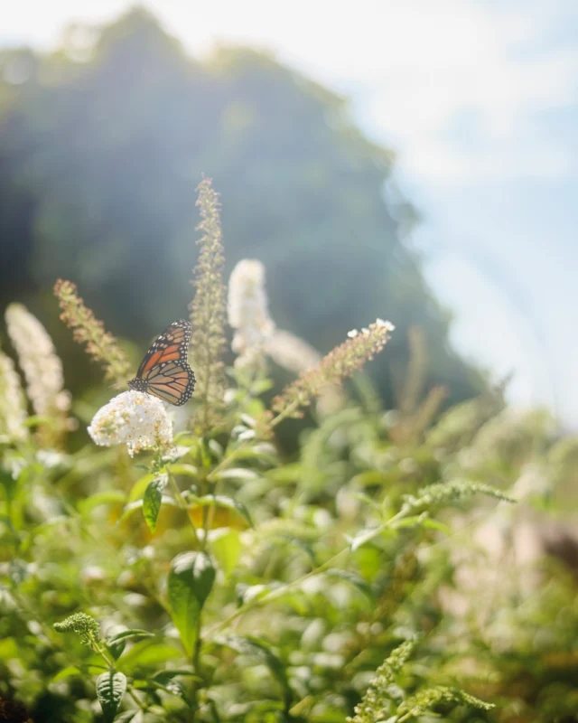 Festival of Butterflies will be here in just a few weeks and we are getting ready to celebrate 30 years of the family-favorite festival! 

What do you enjoy most about this summer tradition?