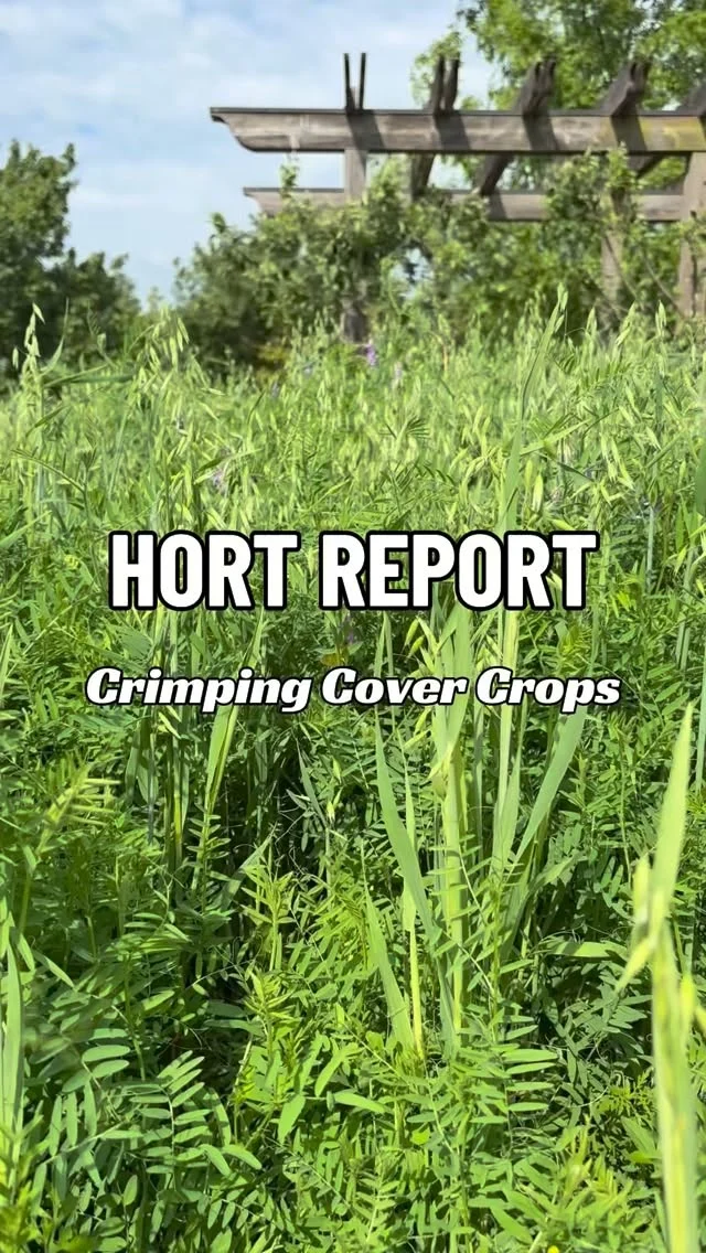 COVER CROPS: PART 1

Did you know you can grow your own mulch? 

In this week’s #HortReport, Christian shares how cover crops are being used in Powell Gardens’ orchard area. This regenerative agriculture practice improves soil health, suppresses weeds, retains moisture, and adds valuable organic matter to your garden! 

Christian also shows us how to make a simple crimping tool at home using readily available materials. Watch part 2 where we’ll put that tool to work.

#powellgardens #covercrops #crimping #regenerativeagriculture