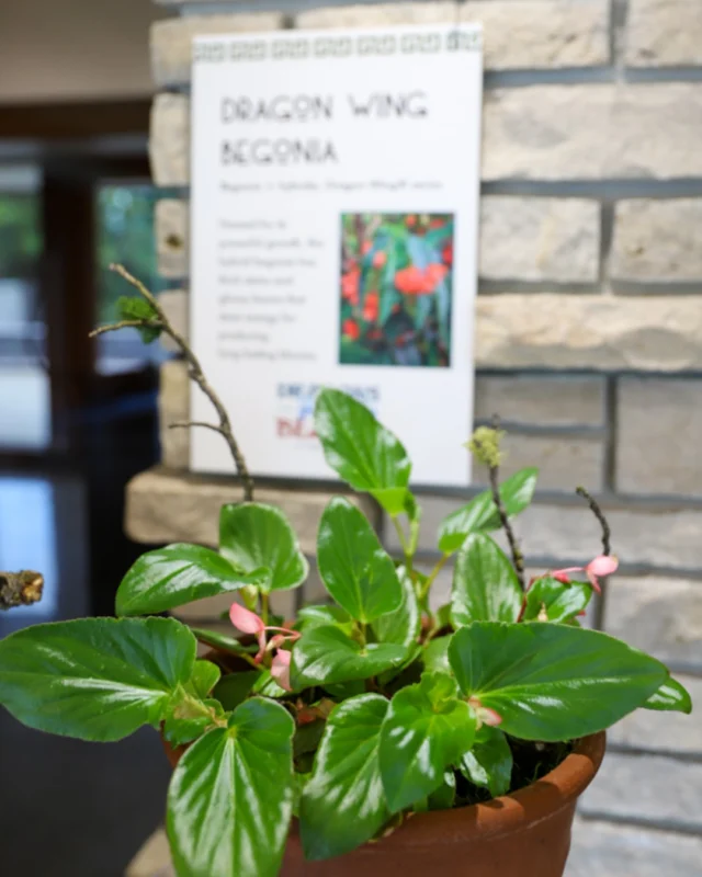 Dragons aren’t the only magical discoveries waiting at Powell Gardens! 🌿 

Step inside the Hall of Dragons in the Visitor Center to explore fascinating plants inspired by dragons and beasts.