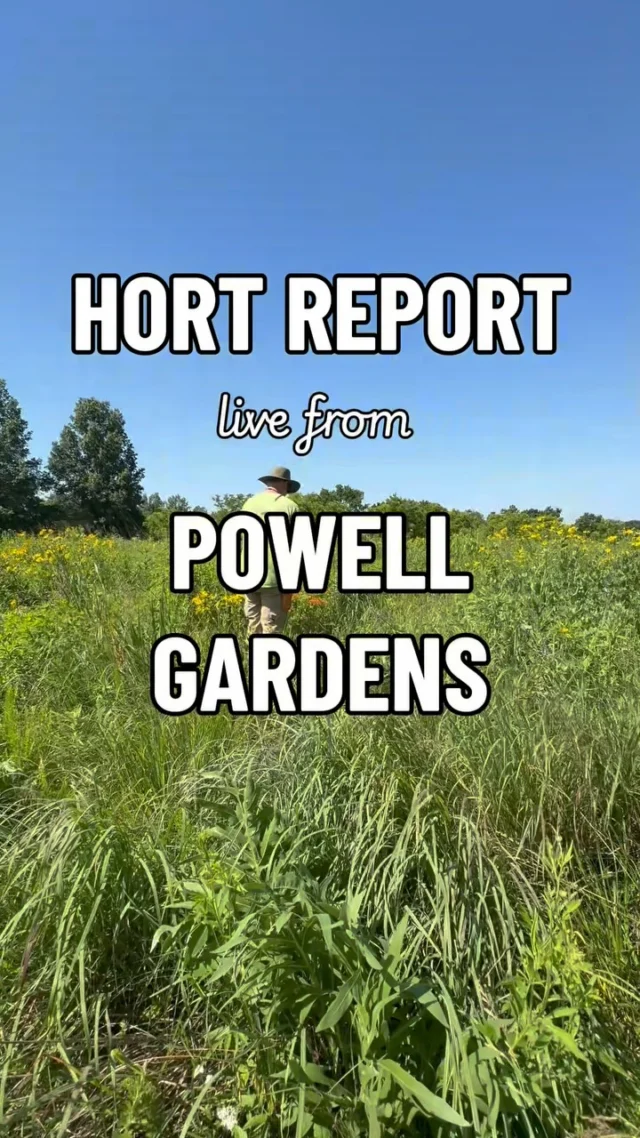 In this week’s #HortReport, Dustin talks us through some of the native wildflowers growing in the Butterfly Meadow. 

Plan your visit to Powell Gardens to see these plants in bloom! 

🌼 Gray headed coneflower (Ratibida pinnata)

🤍 Daisy fleabane (Erigeron annuus) 

🦋 Butterfly milkweed (Asclepias tuberosa)

🌻 Yellow crownbeard (Verbesina helianthoides)

#powellgardens #nativeplants #wildflowers #botanicalgarden