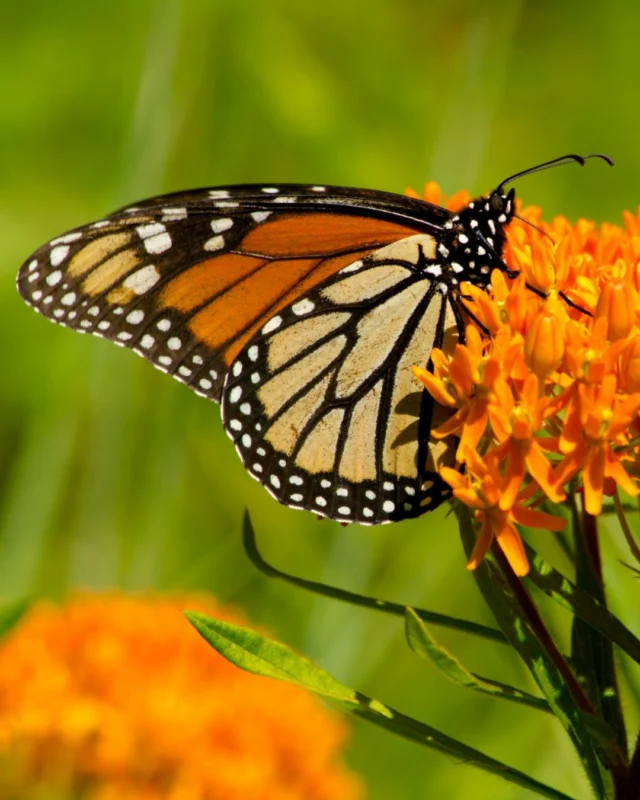 For gardeners looking to create a wildlife-friendly landscape, milkweed is one of the best plants to start with. 

Learn about milkweed on the blog; link in bio. 

#powellgardens #botanicalgarden #garden #butterfly #milkweed
