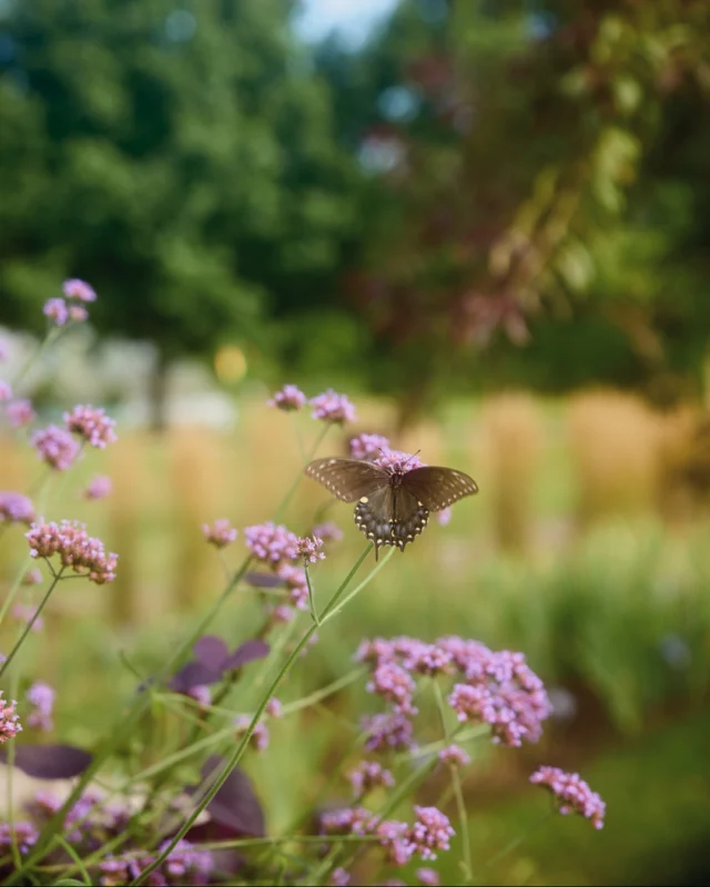 Make sure you’re signed up for the Powell Gardens email list now to receive an exclusive membership offer just in time for festival season. 🦋 🌸

Sign up for emails at powellgardens.org (link in bio). 

Membership means unlimited general admission visits, free festival admission and parking, special discounts at Powell Gardens and @colonialfarmskc, and a full year of beauty, blooms, and memories waiting to happen. 

 Don’t miss your chance to save. 💚