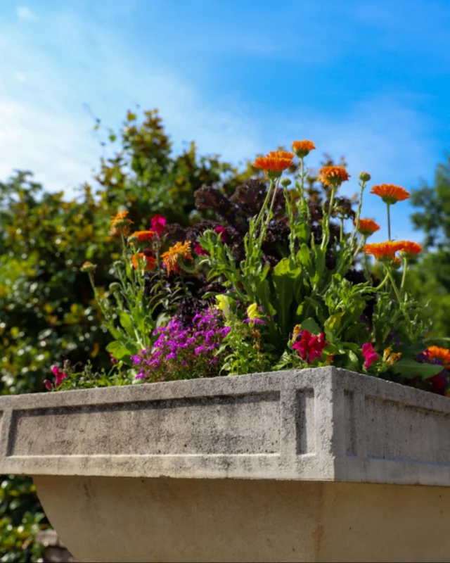 Lately. 🧡🌤️🌱 

Powell Gardens is open Tuesday-Sunday, 9 a.m. - 5 p.m. Admission linked in bio.