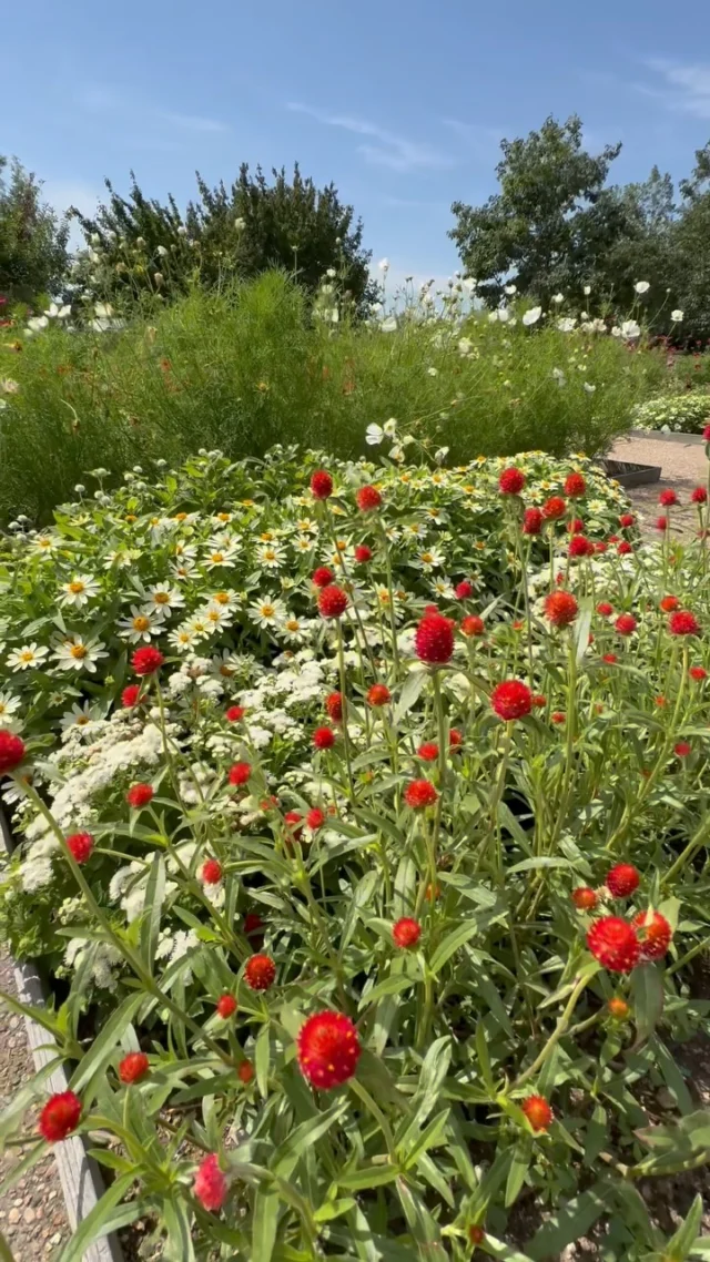 What’s growing in your corner of the world? 🌱❤️

#powellgardens #plants #flowers #botanicalgarden #nonprofit