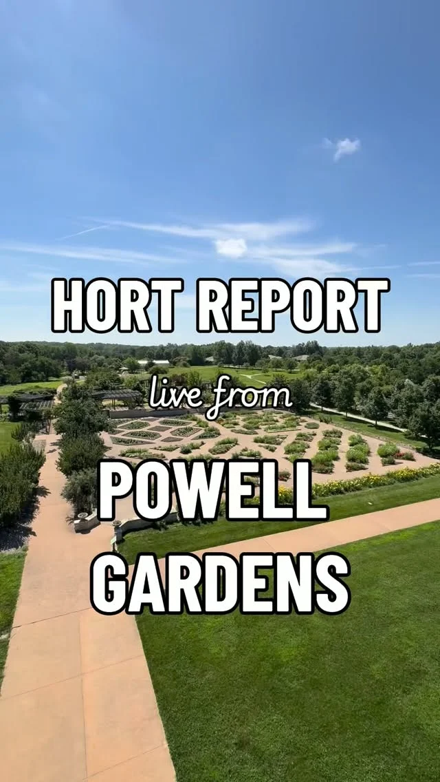 In this week’s #HortReport, Christian gives us a behind-the-scenes look at the new Villandry design. Do you see what it is?🇺🇸❤️🦋

It’s an American flag made entirely out of plants! 

With red and white stripes, blue plants in the corner, and 50+ “stars”, it’s the perfect stop for your Fourth of July weekend. We’re open normal hours (9 a.m. to 5 p.m.). See you soon! 

#powellgardens #botanicalgarden #garden #plants