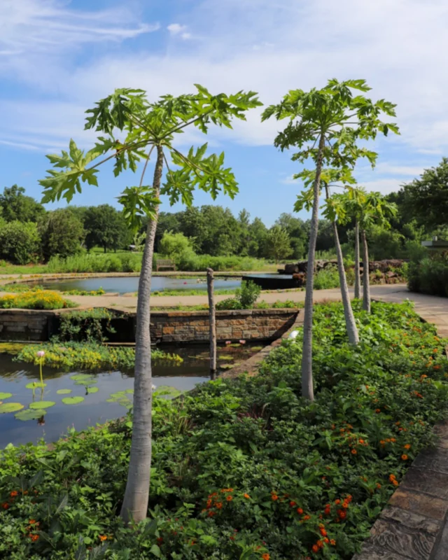 Now is the perfect time to become a Powell Gardens member! Plan ahead and save on unlimited visits to Festival of Butterflies, Dragons and Fantastic Beasts, and Evergy Festival of Lights. 🦋🍂✨ 

Use the code “POWELL10” for 10% off a membership at powellgardens.org/memberships (link in bio). The code is valid until August 2, 2026. 

Membership means: 
🌼 Free general admission and parking 
🌼 Discounts on events, classes, and The Marketplace 
🌼 Discounts at @colonialfarmskc and @whistlestopcoffee 
🌼 More moments together in nature all year long 

Join now with a limited-time membership offer and start planning your next visit today. 🌿