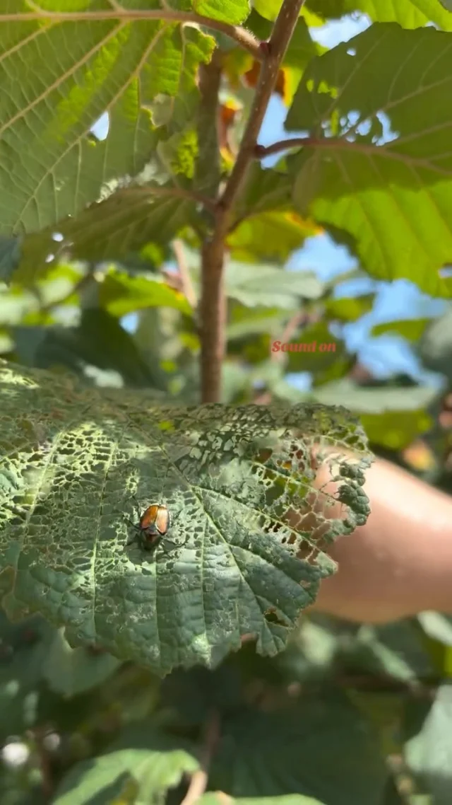 POV: You’re a Midwest gardener and you see ANOTHER Japanese beetle 😂

How do you keep these pests under control in your garden? Drop your favorite tips in the comments! 

#powellgardens #pestcontrol #garden #flowers #plants