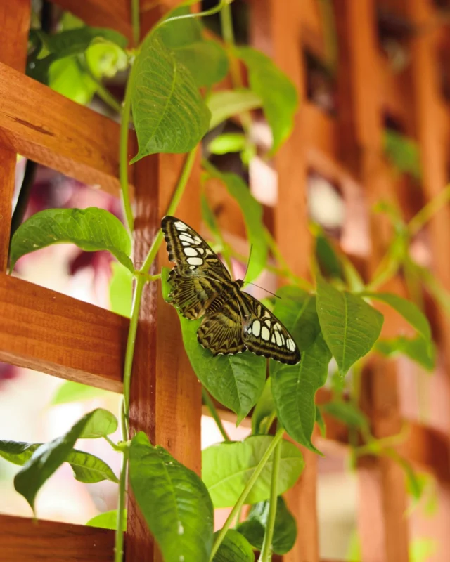 Join us July 16–August 2 as we celebrate the 30th anniversary of Festival of Butterflies, presented by @FNBO, at Powell Gardens! 🦋 

Wander through a Conservatory filled with free-flying butterflies, explore native pollinator habitats, and experience one of Kansas City's favorite summer traditions. 

Plan your visit at the link in bio. 

#powellgardens #festivalofbutterflieskc #butterfly #botanicalgarden #kansascity