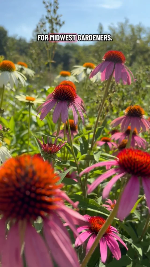 Coneflowers thrive in the Midwest. 🌱🌻💐

These beautiful prairie blooms provide nectar for bees and butterflies in the summer. When you leave the seed heads standing, they become a natural bird feeder in the fall and garden interest in the winter! One plant for all seasons. 🧡

#powellgardens #coneflower #nativeplants #plants #flowers