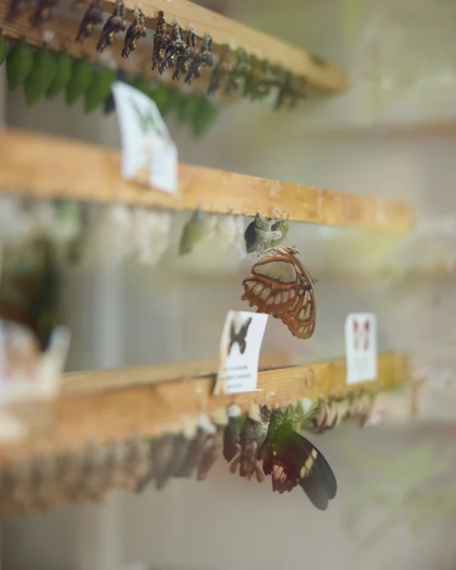 This summer, we're celebrating three decades of magical butterfly encounters, family traditions, and unforgettable moments at Festival of Butterflies, presented by @FNBO. 

🦋 July 16–August 2 (tickets linked in bio)

From tropical butterflies in the Conservatory to hands-on discovery throughout the Gardens, there's something for every age to enjoy. 

#powellgardens #festivalofbutterflieskc #botanicalgarden #getoutside #butterfly