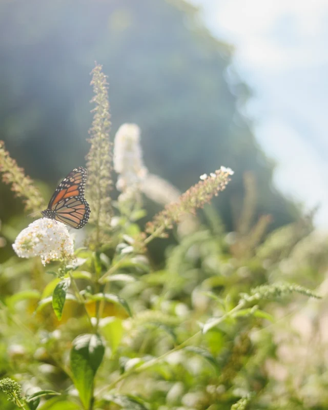 Festival of Butterflies, presented by @FNBO, opens this week! Admission linked in bio. 

Members, don’t forget that admission is free for active members! Member preview is tomorrow evening (Wednesday, June 15) from 5-8 p.m. ❤️