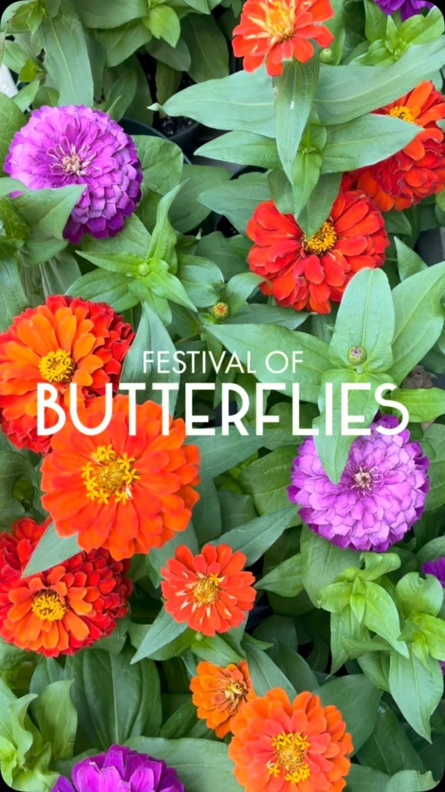 Festival of Butterflies, presented by @fnbo, has landed at Powell Gardens! 🦋

#powellgardens #botanicalgarden #nonprofit #festivalofbutterflieskc #butterfly