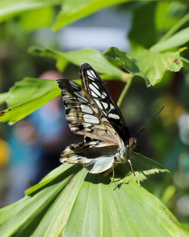 Some traditions never go out of style! 

For 30 years, families have made memories at Powell Gardens’ Festival of Butterflies. Celebrate this milestone year with butterfly encounters, educational exhibits, native habitats, sweet treats, and summer adventures throughout the Gardens. 

🦋 July 16–August 2, 2026 
This festival is presented by @FNBO. Thank you! 

Click the link in our bio to learn more and purchase admission. #powellgardens #festivalofbutterflieskc #botanicalgarden #nonprofit #butterflies