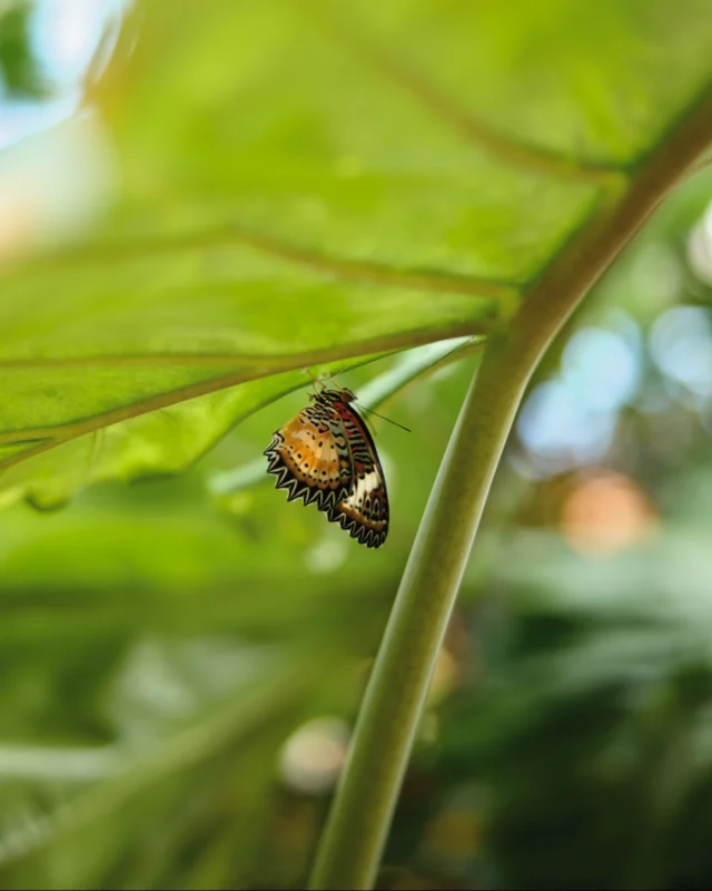 Festival of Butterflies, presented by @FNBO, opens TODAY! Click the link in bio to plan your visit and purchase admission. 

#powellgardens #festivalofbutterflieskc #butterflies #botanicalgarden #familyfestival