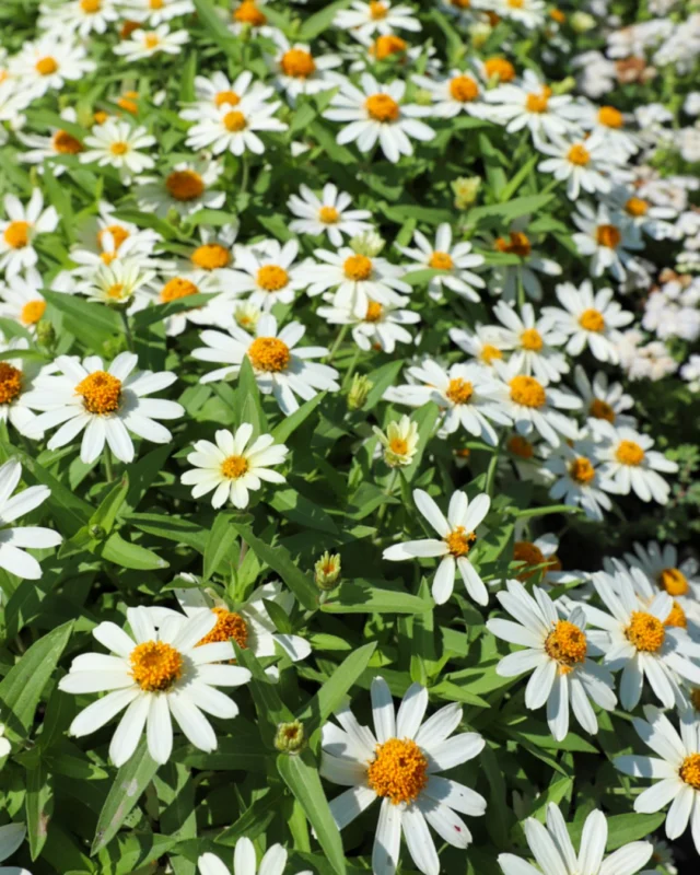 @FNBO and @countryclubbank customers are invited to a special Customer Appreciation Day at Powell Gardens on Thursday, July 23! 

Present proof of your account to receive complimentary admission for one adult and one child (ages 5–12), plus free parking, and enjoy the 30th annual Festival of Butterflies, presented by FNBO. 🦋
