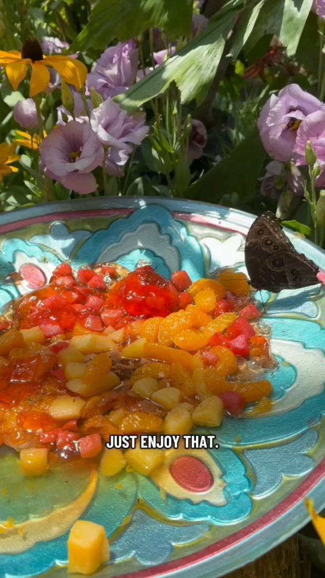 The butterflies in the Conservatory have lots of options for lunch! 

If you were a butterfly, what would you like to eat? 

💐Nectar 
🍊 Fruit
🍻Eric’s special Blue Morpho concoction 

#powellgardens #festivalofbutterflieskc #butterfly #botanicalgarden #nonprofit