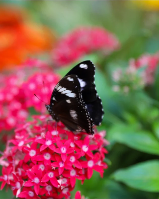 Step into a world where butterflies flutter overhead, pollinators buzz through colorful blooms, and discovery awaits around every corner. 🦋 

Festival of Butterflies, presented by @FNBO, is open now through August 2 at Powell Gardens! Purchase admission at the link in bio. 

#powellgardens #festivalofbutterflieskc #botanicalgarden #nonprofit #butterflies