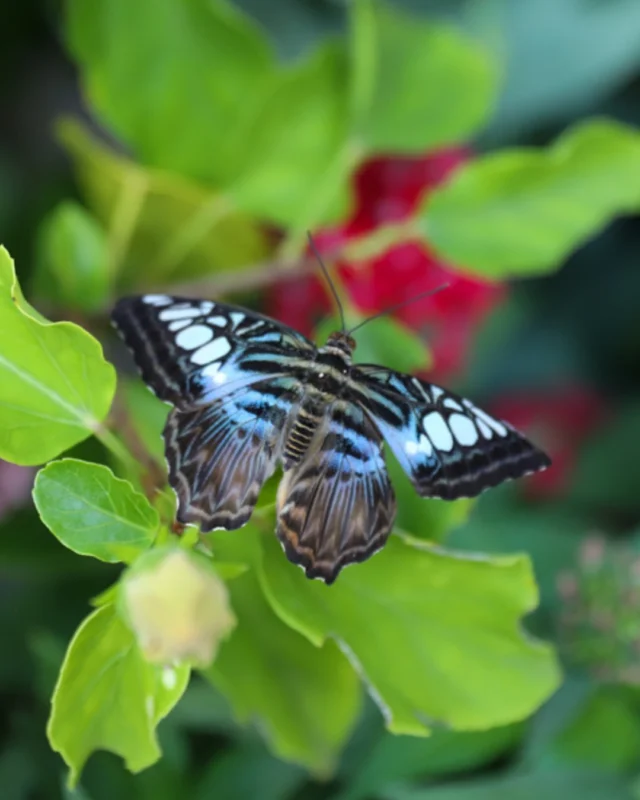 Festival of Butterflies, presented by @FNBO,  is celebrating 30 years in Kansas City! 

Whether it's your first visit or your thirtieth, we can't wait to welcome you now through August 2, 2026. 🦋 

Click the link in our bio for admission and more details. 

#powellgardens #festivalofbutterflieskc #nonprofit #botanicalgarden #butterflies