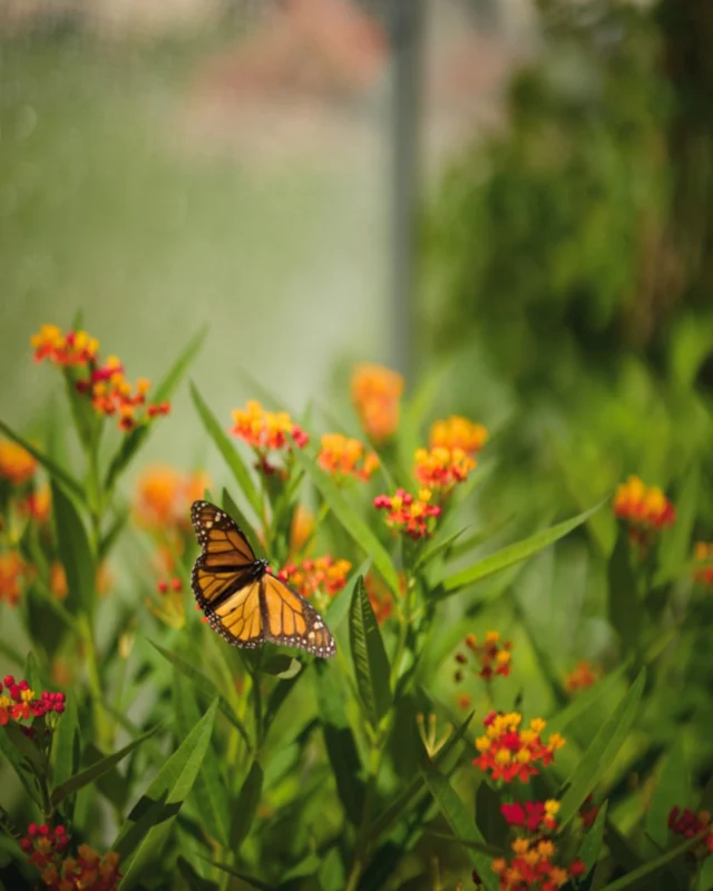 Visit the Native Butterfly Habitat (located on the East Lawn) during Festival of Butterflies. This outdoor space is home to Missouri’s favorite native butterflies! 

Learn about which flowers attract butterflies and other pollinators. Look closely at the host plants inside. Can you see butterfly eggs or hungry caterpillars? 🐛🦋