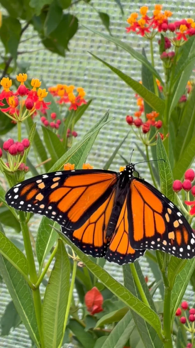 Native Butterfly Habitat 🦋

During Festival of Butterflies, Missouri’s butterflies have a place of their own! Just steps from the Visitor Center, this outdoor habitat has host plants and lots of nectar sources for native butterflies to enjoy. 💐

#powellgardens #festivalofbutterflieskc #butterfly #plants #garden