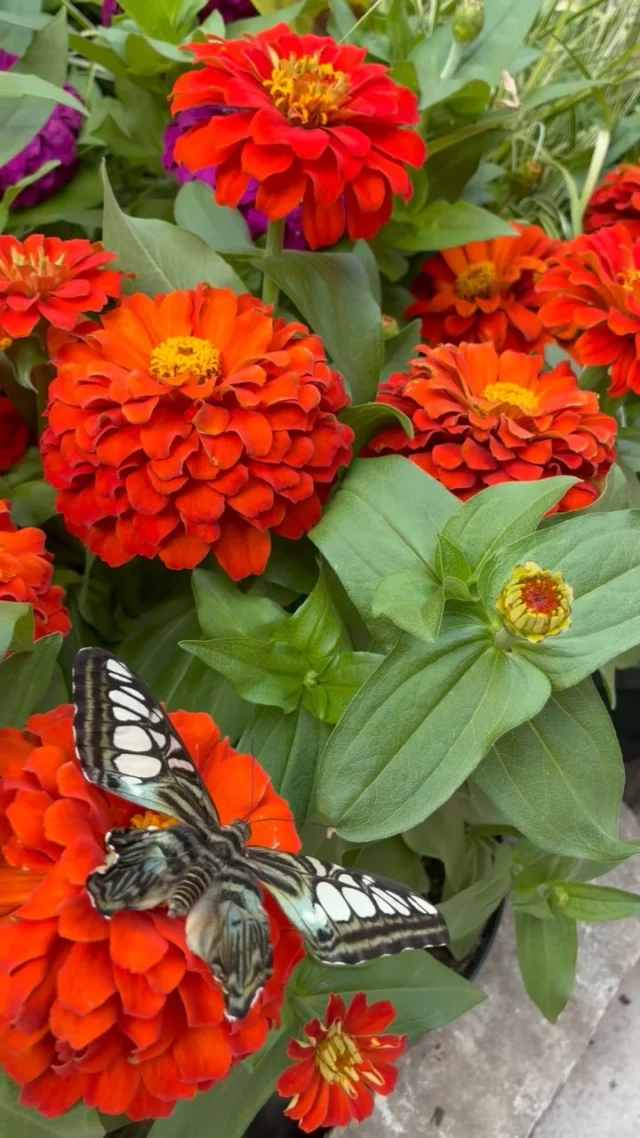 If Festival of Butterflies inspired you to plant a butterfly garden, we can help! 

Eric shares how you can start attracting butterflies to your own garden in this week’s #HortReport. 🦋💐❤️

#powellgardens #festivalofbutterflieskc #butterfly #garden