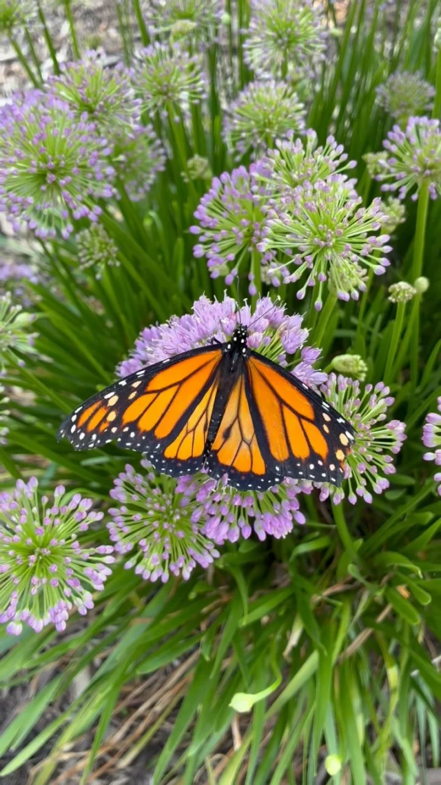 Festival of Butterflies, presented by @fnbo, has been so fun! 🦋

Visit Powell Gardens before these pollinators fly away on Sunday, August 2, 2026. 

✨ DEAL: Use the code “FOBFREEBEE” at check out to get 1 free child admission (ages 5-12) with the purchase of 1 adult or senior ticket. 

We can’t wait to see you in the Gardens! 

#powellgardens #festivalofbutterflieskc #butterfly #botanicalgarden #nonprofit