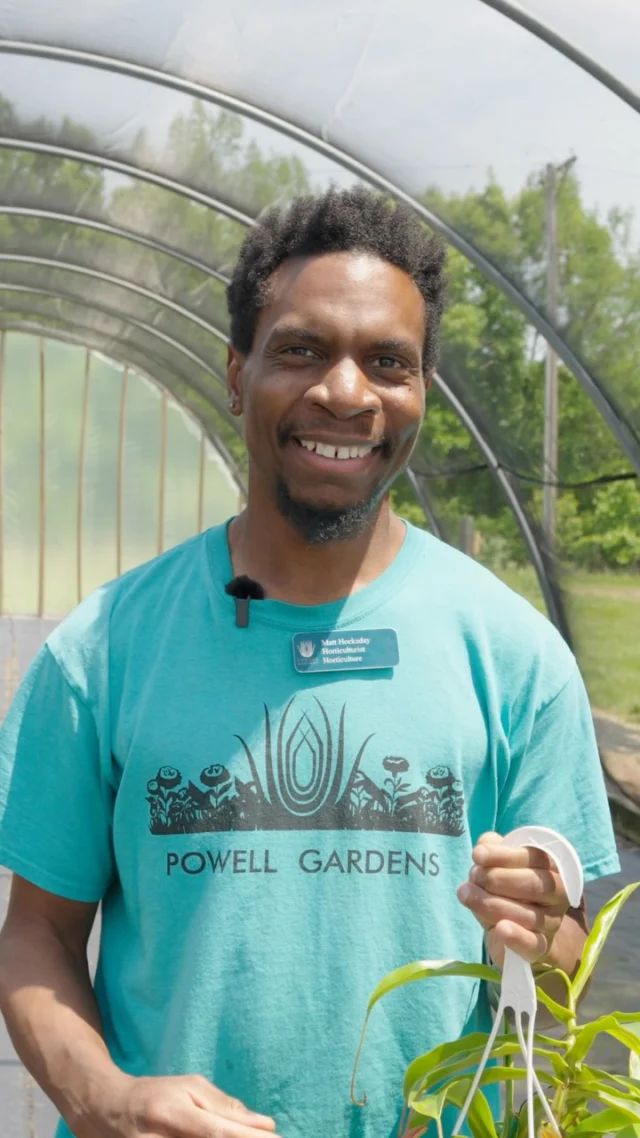 Did you know some plants eat … insects? 👀🌿

Check out the display of carnivorous plants in the Marlese Lowe Gourley Island Garden on your next visit to Powell Gardens! 

Drop any questions for Matt below. 👇