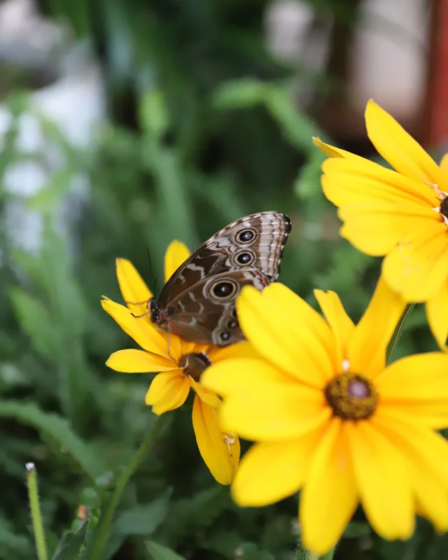 Good news for families: Through August 2, one child (ages 5–12) gets in to Festival of Butterflies FREE with the purchase of one adult or senior admission. 

To activate this offer, use the code "FOBFREEBEE" online or by mention the offer at the Gatehouse. 💛