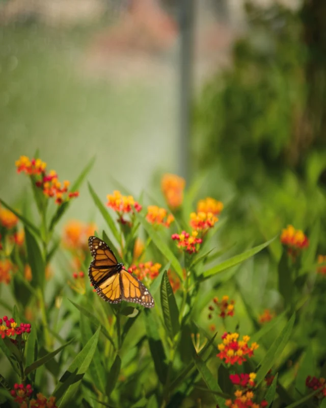 Festival of Butterflies, presented by @fnbo, is only open for two more days at Powell Gardens! 🦋 

Purchase admission for today or tomorrow the link in our bio. 

When you purchase tickets online using the code "FOBFREEBEE" (or mention the offer at the Gatehouse), one child (ages 5–12) gets in FREE with the purchase of one adult or senior admission. 🧡 

#powellgardens #festivalofbutterflieskc #butterfly #botanicalgarden #nonprofit